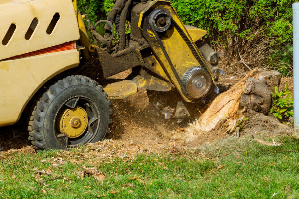 Best Commercial Tree Services  in Barrackville, WV